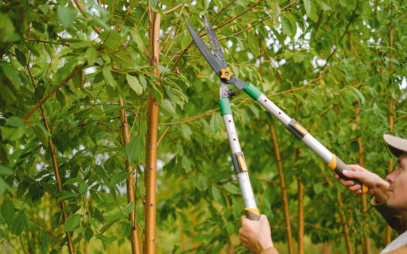 Tree trimming in Onondaga, MI